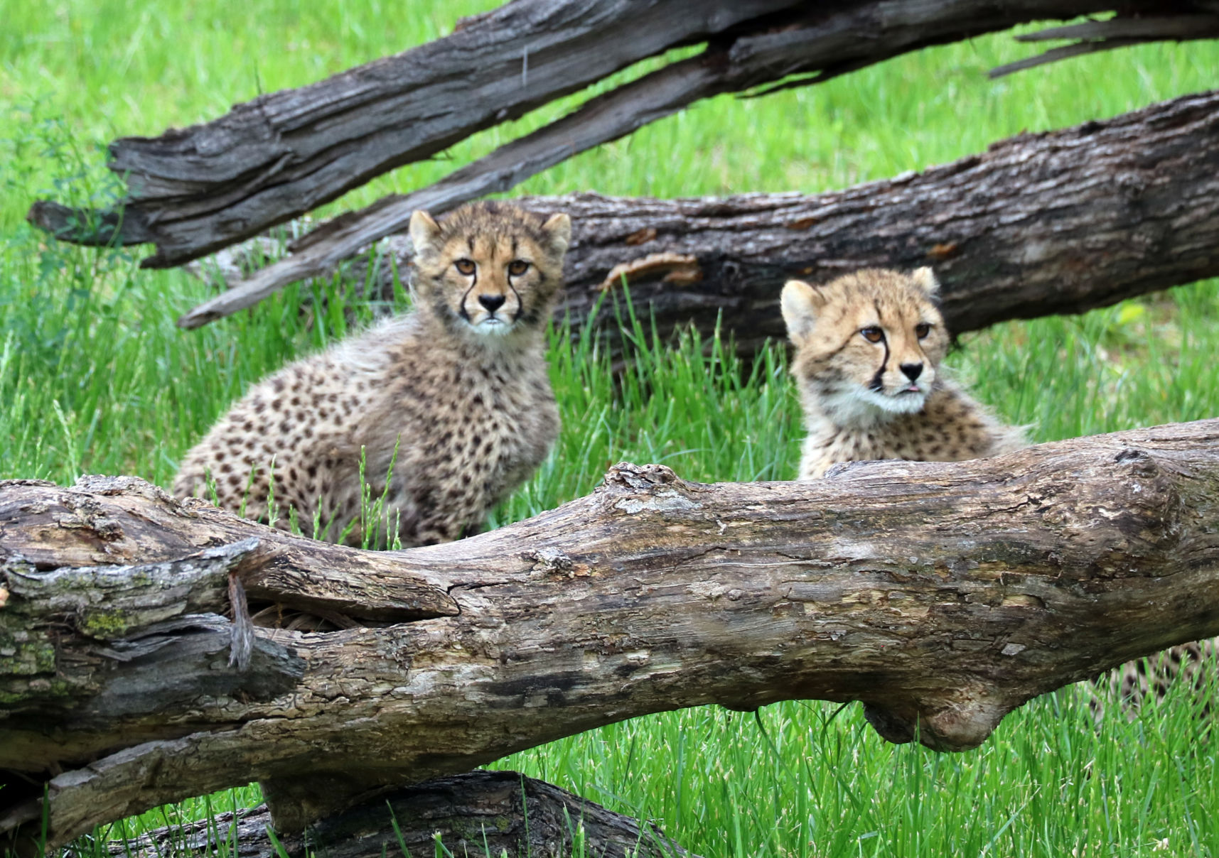 Cheetah cubs